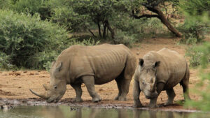      Two rhino calves released into wild.   