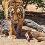 Woman killed in tiger attack in Ramechhap   