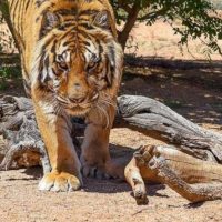 Woman killed in tiger attack in Ramechhap   