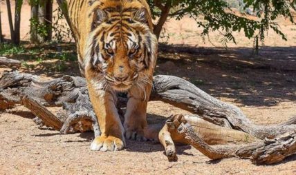 Woman killed in tiger attack in Ramechhap   